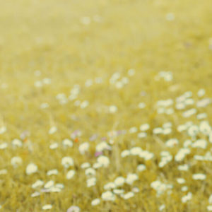 Undersøgelse af kromosomer (Karyotype)